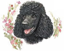 Dogs - Black Poodle