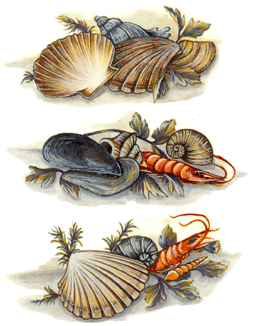 Sea Feast - Shrimp, Crab, Lobster
