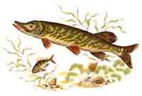 Pike Fish Mural