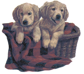 DOGS - GOLDEN RETRIEVER PUPPIES