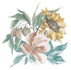 Corn and Sunflower - Sunflower
