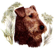 Dogs - Airedale Terrier
