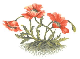 Botanicals - Poppies - Glass-Low Fire