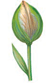 Tulip-Bits