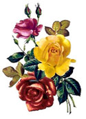 Roses Bouquet