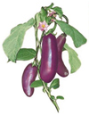 Vegetables - Eggplant
