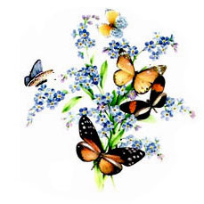 Butterfly Butterflies Florals