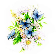 Butterfly Butterflies Florals