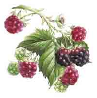 Berry Berries
