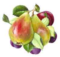 Pear Pears