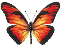 Butterfly/Butterflies - Moths