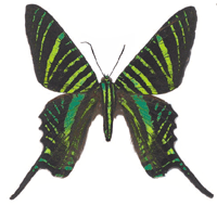Butterfly/Butterflies - Moths
