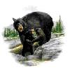 Bears - Black