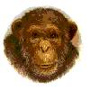 Monkey - Chimp