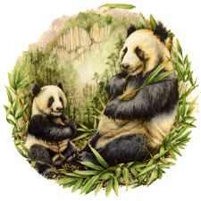 Bears - Pandas