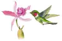 Birds - Hummingbird - Glass-Low Fire