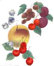 Cherries, Peach, Figs, Plums Blossoms