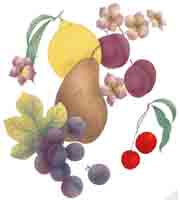 Pear, Lemon, Plums, Grapes, Cherries