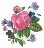 English Garden Rose