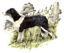 Dogs - Irish Setter