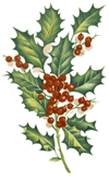 Holly w/ Berries