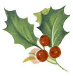 Holly w/ Berries