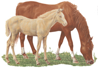 Mare & Foal