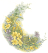Yellow/Purple Violets
