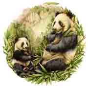 Bears - Pandas