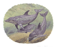 BOTTLE-NOSED DOLPHINS