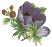 Spring Flower - purple crocus
