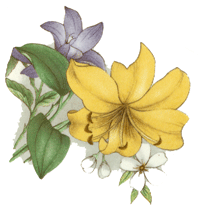 Seasons Florals - Daffodils