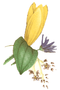 Seasons Florals - Yellow bud