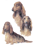 DOGS - LONG-HAIRED DACHSHUND