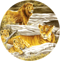 BIG CATS - LION