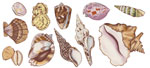 Shells Set of 11