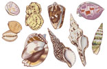 Shells Set of 9