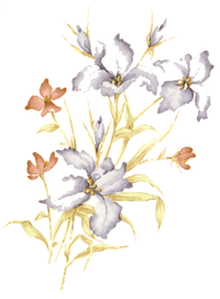 Irises and pink flower