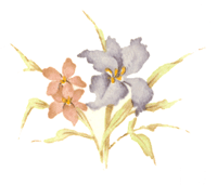 Irises and pink flower