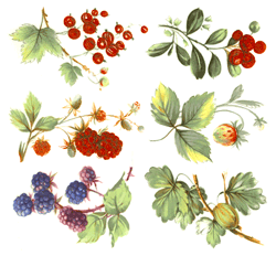 Berries-Red Raspberry, Strawberry, Gooseberry, Blackberry, Cranberry, Currant