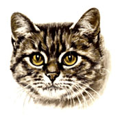 Cats -Tabby Purr-fect