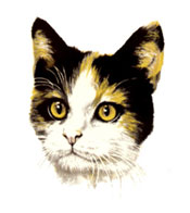 Cat Calico Purr-fect