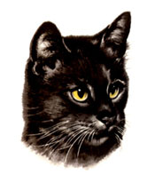 Cat Black Purr-fect