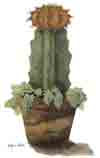 Cactus Bits
