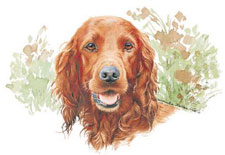 Dogs - Red Setter