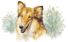 Dogs - Collie