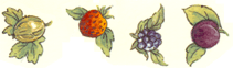 Wild Fruit-Strawberry, Blackberry, Gooseberry, Blueberry