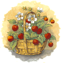 Wild Fruit Basket - Strawberry