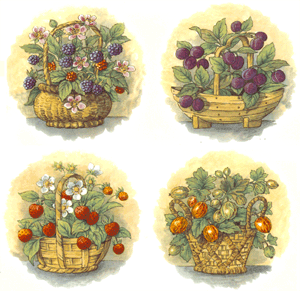 Wild Fruit Basket-Gooseberry, Blackberry, Strawberry, Blueberry