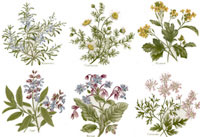 Herbs, Rosemary, Chamomile,Borage,Mustard,Coriander,Sage